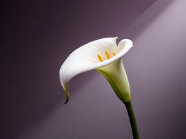Elegant white calla lily on deep purple backdrop photo