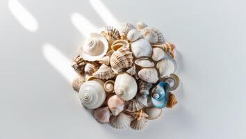 A cluster of seashells captured in a tight shot photo