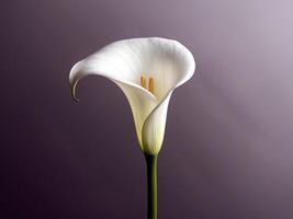 Elegant white calla lily on deep purple backdrop photo