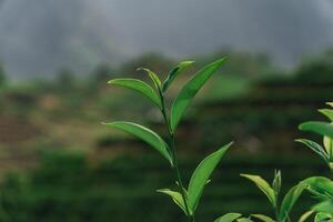 CloseUp View of Fresh Green Tea Leaves Set in a Beautiful Lush Landscape Environment photo