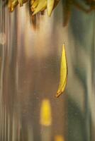 A Beautiful Floating Yellow Petal in Clear Water Highlighting Natures Grace and Calmness photo