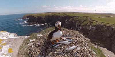 Atlantic Puffin at Coastal Cliff Nest with Fish photo