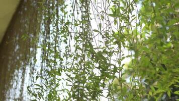 Climbing plants growing down a building wall from top to bottom, adding a natural, green touch. Ideal for urban nature, architecture, or eco-friendly projects showcasing greenery. video