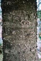 A close-up of a tree trunk displaying its textured bark and intricate patterns photo