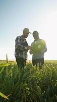 Two multiracial agronomists discuss harvest and crops among ears of wheat with grain. Vertical video