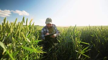 A dedicated farmer is meticulously analyzing various crops in a field under bright sunlight video