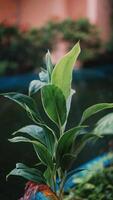 Ginger tree leaves with a serene fish pond in the background, creating a peaceful natural setting. Perfect for botanical, nature, or outdoor-themed projects showcasing greenery and tranquility video