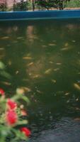 Light drizzle gently falling over a koi fish pond, creating ripples on the water surface and a serene, peaceful atmosphere video