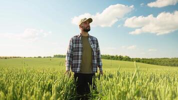 Agronomist walking on field check quality of wheat grain video