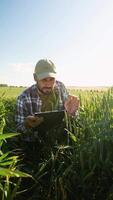 A farmer carefully analyzing various crop data on wheat field. Vertical video