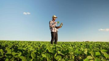 Agronomist examines soybean crop on field in summer video