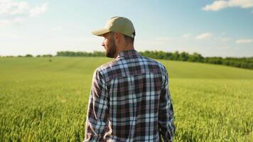 Rear view of farmer walking in a green wheat field examining crop video