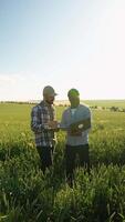 Two diverse farmers with laptop standing in green wheat field examining crop. Vertical video