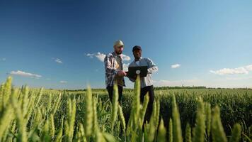 Two farmers stand in wheat stubble field, discuss harvest, crops video