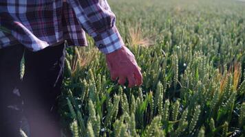 Farmer walking in a wheat field at sunrise, touching green ears of wheat video