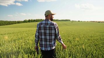 Farmer walking on field and touching wheat, rear view video
