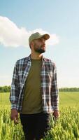 Agronomist walking on field check quality of wheat grain. Vertical video