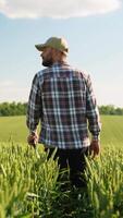 Farmer walking on field and touching wheat, rear view. Vertical video