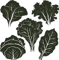 a silhouette image featuring five leafy green vegetables spinach, kale, lettuce, cabbage, and Swiss chard. vector