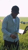 Farmer examining crops after successful sowing in growing wheat field. Vertical video