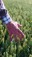 Farmer walking in a wheat field at sunrise, touching green ears of wheat. Vertical video