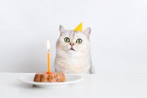 Funny cat in a yellow paper cap sits at a white table with a canned cat cake with a burning candle photo