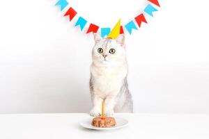 A charming cat in a yellow paper cap stands at a white table with a canned cat cake photo