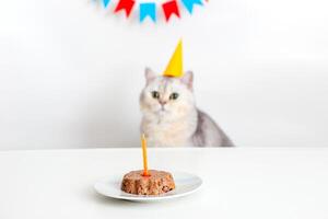 A cute white cat in a yellow paper cap sits at a white table with a canned cat cake with a candle photo