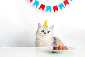 Cute cat in a yellow paper cap, sitting at a table with a canned cat cake photo