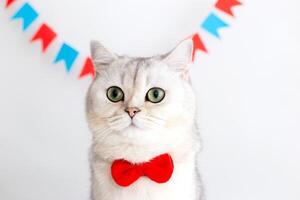 Portrait of white cat in a red bow tie, sitting on a white background under multicolored small flags photo