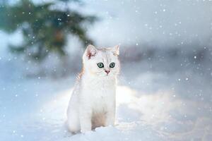 beautiful white kitten of British breed sits at dusk, in winter, in nature, it is snowing photo