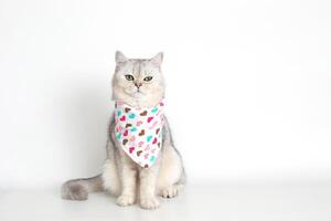 A white cat sits on a white background, with a triangular neckerchief photo
