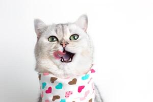 A cute white cat, licks its muzzle with its tongue, sits on a white background with a bib in hearts. photo