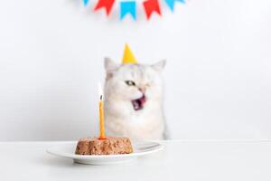 A cat in a yellow paper cap sits at a table with a canned cat cake with a candle and licks his lips. photo