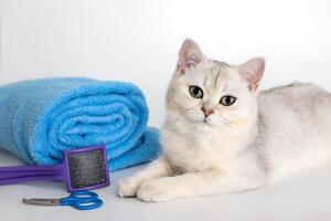 Cute kitten lie with roll of blue towel, on white background photo