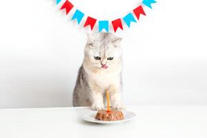 A funny cat in a yellow paper cap at a white table with a canned cat cake with a candle photo