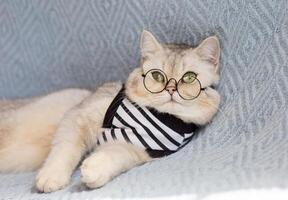 Cute white cat with glasses on blanket photo