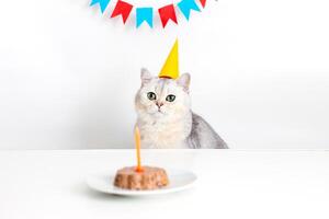 White cat in a yellow paper cap, sitting at a table with a canned cat cake photo