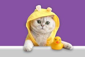 Funny white cat in a yellow coat, looks out of the shell with a yellow rubber duck photo