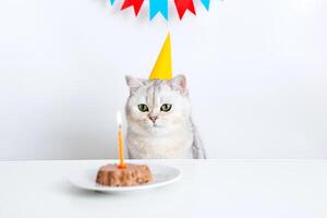 A white cat in a yellow paper cap sits at a white table and looks at a candle in a canned cat cake photo