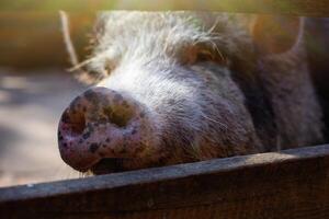 Close up snout of a black breed of pig standing in a wooden paddock on a farm. photo