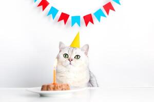 Adorable cat in a yellow paper cap, sitting at a table with a canned cat cake photo