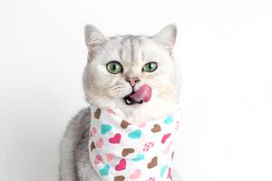 A adorable cat, licks its muzzle with its tongue, sits on a white background with a bib in hearts. photo