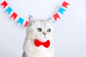 Portrait of a sad white cat in a red bow tie sitting on a white background under colorful flags. photo