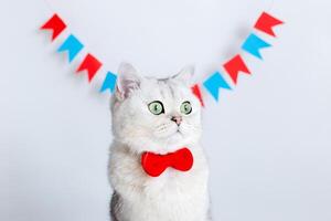 Portrait of cat in a red bow tie, sitting on a white background under multicolored small flags photo