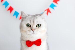 Cute white cat in a red bow tie, sitting on a white background under multicolored small flags photo