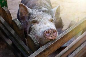 a curious black pig standing in a wooden paddock on a farm. photo