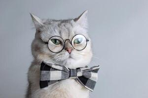 Funny white cat in a gray bow tie and glasses, on gray background . photo