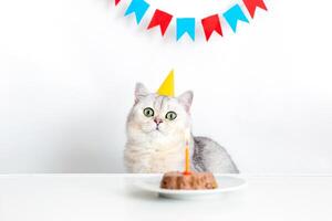 Funny cat in a yellow paper cap, sitting at a table with a canned cat cake photo