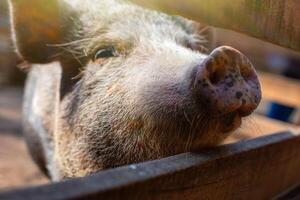 The snout of a curious black Vietnamese breed of pig standing in a wooden paddock on a farm. photo